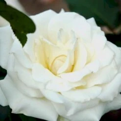 'Pascali' Rosa X 'Pascali' (Storblomstrende) A-Kvalitet,- Barrods Roser Min. 3 Grene -Osmoz Naturens Butik p2058 51349 rosa x pascali storblomstrende 4bda