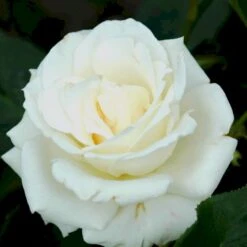 'Pascali' Rosa X 'Pascali' (Storblomstrende) A-Kvalitet,- Barrods Roser Min. 3 Grene -Osmoz Naturens Butik p2058 51350 rosa x pascali storblomstrende 94a0