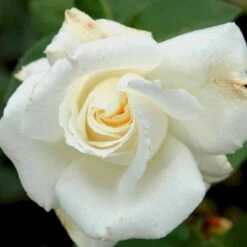 'Pascali' Rosa X 'Pascali' (Storblomstrende) A-Kvalitet,- Barrods Roser Min. 3 Grene -Osmoz Naturens Butik p2058 51351 rosa x pascali storblomstrende bc52