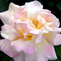 'Peace' Rosa X 'Peace' A-Kvalitet,- Barrods Roser Min. 3 Grene 13 'Peace' Rosa X 'Peace' A-Kvalitet,- Barrods Roser Min. 3 Grene -Osmoz Naturens Butik p2059 51353 rosa x peace a155