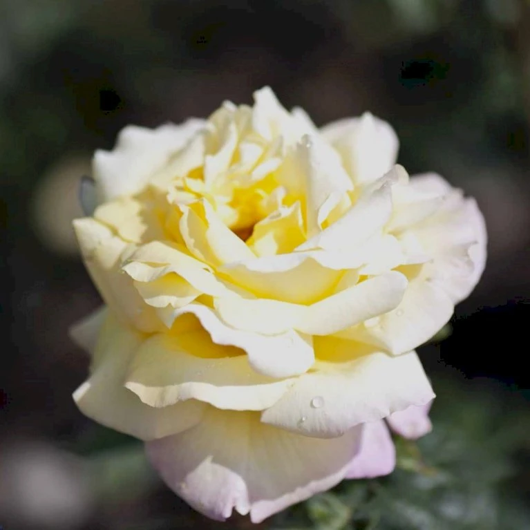 'Peace' Rosa X 'Peace' A-Kvalitet,- Barrods Roser Min. 3 Grene 6 'Peace' Rosa X 'Peace' A-Kvalitet,- Barrods Roser Min. 3 Grene - Billede 4