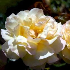 'Peace' Rosa X 'Peace' A-Kvalitet,- Barrods Roser Min. 3 Grene 15 'Peace' Rosa X 'Peace' A-Kvalitet,- Barrods Roser Min. 3 Grene -Osmoz Naturens Butik p2059 51355 rosa x peace bc28