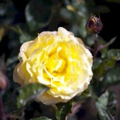 'Peer Gynt'® Rosa X 'Peer Gynt'® (Storblomstrende) A-Kvalitet,- Barrods Roser Min. 3 Grene