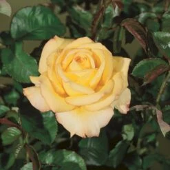 'Peer Gynt'® Rosa X 'Peer Gynt'® (Storblomstrende) A-Kvalitet,- Barrods Roser Min. 3 Grene -Osmoz Naturens Butik p2060 53624 rosa x peer gynt storblomstrende 590f