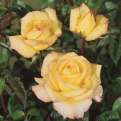 'Peer Gynt'® Rosa X 'Peer Gynt'® (Storblomstrende) A-Kvalitet,- Barrods Roser Min. 3 Grene -Osmoz Naturens Butik p2060 53625 rosa x peer gynt storblomstrende 0406