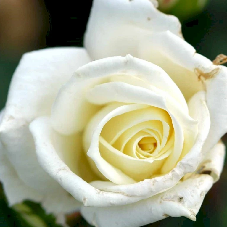 'Polarstern'® Rosa X 'Polarstern'® (Storblomstrende) A-Kvalitet,- Barrods Roser Min. 3 Grene 5 'Polarstern'® Rosa X 'Polarstern'® (Storblomstrende) A-Kvalitet,- Barrods Roser Min. 3 Grene - Billede 3