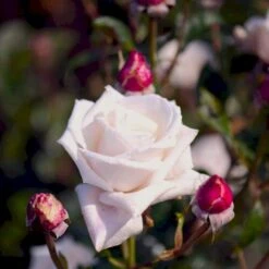 'Royal Copenhagen'™ Rosa X 'Royal Copenhagen'™ (Storblomstrende) A-Kvalitet,- Barrods Roser Min. 3 Grene -Osmoz Naturens Butik p2066 51376 rosa x royal copenhagen storblomstrende c6eb