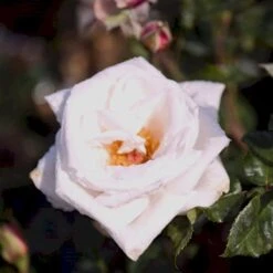 'Royal Copenhagen'™ Rosa X 'Royal Copenhagen'™ (Storblomstrende) A-Kvalitet,- Barrods Roser Min. 3 Grene -Osmoz Naturens Butik p2066 51377 rosa x royal copenhagen storblomstrende d8d6