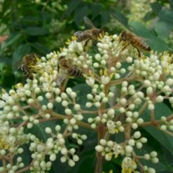 Bi-træ/Honningtræ Euodia Tetradium Danielli Ssp. Hupehensis Potte 2,0 Liter,- Opbundet -Osmoz Naturens Butik p20699 48685 euodia tetradium danielli ssp hupehensis 6423