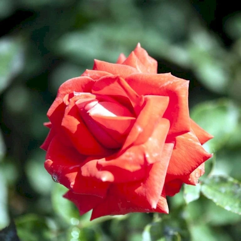 'Summer Holiday' Rosa X 'Summer Holiday' (storblomstrende) A-Kvalitet,- Barrods Roser Min. 3 Grene 3 'Summer Holiday' Rosa X 'Summer Holiday' (storblomstrende) A-Kvalitet,- Barrods Roser Min. 3 Grene