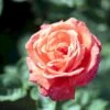 'Super Star'® Rosa X 'Super Star'® (Storblomstrende) A-Kvalitet,- Barrods Roser Min. 3 Grene 2 'Super Star'® Rosa X 'Super Star'® (Storblomstrende) A-Kvalitet,- Barrods Roser Min. 3 Grene -Osmoz Naturens Butik p2070 51388 rosa x super star storblomstrende 3e25