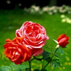 'Super Star'® Rosa X 'Super Star'® (Storblomstrende) A-Kvalitet,- Barrods Roser Min. 3 Grene -Osmoz Naturens Butik p2070 51389 rosa x super star storblomstrende fa2a