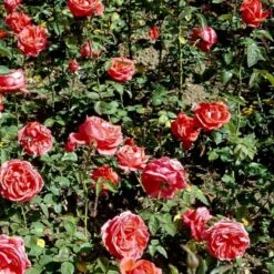 'Super Star'® Rosa X 'Super Star'® (Storblomstrende) A-Kvalitet,- Barrods Roser Min. 3 Grene -Osmoz Naturens Butik p2070 51390 rosa x super star storblomstrende 9e6b