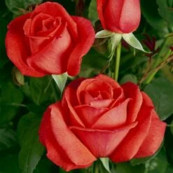 'Super Star'® Rosa X 'Super Star'® (Storblomstrende) A-Kvalitet,- Barrods Roser Min. 3 Grene -Osmoz Naturens Butik p2070 53992 rosa x super star storblomstrende 2fd2