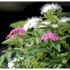 Spiræa 'Genpei' Spiraea Japonica 'Genpei' Potte 2,0 Liter,- 25-30 Cm. -Osmoz Naturens Butik p20712 41128 spiraea japonica genpei 0721