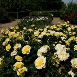 'Tivoli 150'™ Rosa X 'Tivoli 150'™ A-Kvalitet,- Barrods Roser Min. 3 Grene -Osmoz Naturens Butik p2073 51395 rosa x tivoli 150 0108