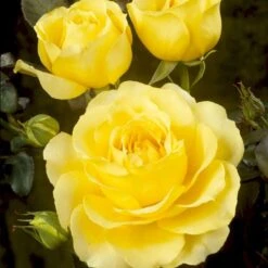 'Tivoli 150'™ Rosa X 'Tivoli 150'™ A-Kvalitet,- Barrods Roser Min. 3 Grene -Osmoz Naturens Butik p2073 51397 rosa x tivoli 150 24f5