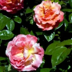 'Troika' Rosa X 'Troika' (Storblomstrende) A-Kvalitet,- Barrods Roser Min. 3 Grene -Osmoz Naturens Butik p2074 51400 rosa x troika storblomstrende 6047