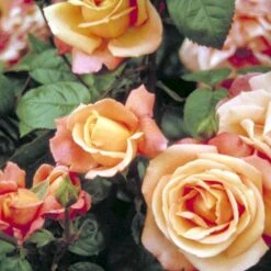 'Troika' Rosa X 'Troika' (Storblomstrende) A-Kvalitet,- Barrods Roser Min. 3 Grene -Osmoz Naturens Butik p2074 51401 rosa x troika storblomstrende 4b96