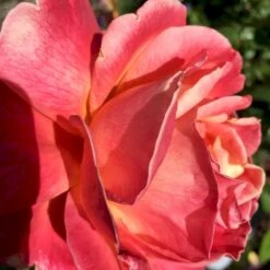 'Troika' Rosa X 'Troika' (Storblomstrende) A-Kvalitet,- Barrods Roser Min. 3 Grene -Osmoz Naturens Butik p2074 51402 rosa x troika storblomstrende 01c6