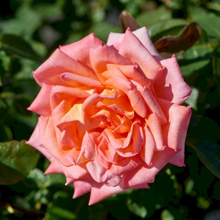 'Victor Borge'™ Rosa X 'Victor Borge'™ (Storblomstrende) A-Kvalitet,- Barrods Roser Min. 3 Grene 3 'Victor Borge'™ Rosa X 'Victor Borge'™ (Storblomstrende) A-Kvalitet,- Barrods Roser Min. 3 Grene