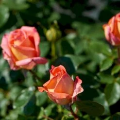 'Victor Borge'™ Rosa X 'Victor Borge'™ (Storblomstrende) A-Kvalitet,- Barrods Roser Min. 3 Grene 13 'Victor Borge'™ Rosa X 'Victor Borge'™ (Storblomstrende) A-Kvalitet,- Barrods Roser Min. 3 Grene -Osmoz Naturens Butik p2076 51406 rosa x victor borge storblomstrende 3512