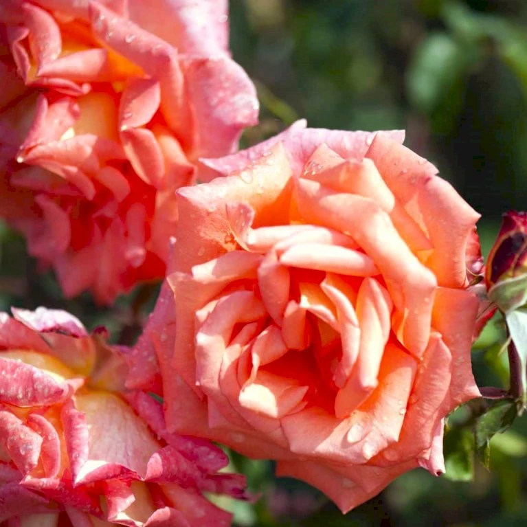 'Victor Borge'™ Rosa X 'Victor Borge'™ (Storblomstrende) A-Kvalitet,- Barrods Roser Min. 3 Grene 7 'Victor Borge'™ Rosa X 'Victor Borge'™ (Storblomstrende) A-Kvalitet,- Barrods Roser Min. 3 Grene - Billede 5