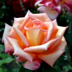 'Victor Borge'™ Rosa X 'Victor Borge'™ (Storblomstrende) A-Kvalitet,- Barrods Roser Min. 3 Grene 16 'Victor Borge'™ Rosa X 'Victor Borge'™ (Storblomstrende) A-Kvalitet,- Barrods Roser Min. 3 Grene -Osmoz Naturens Butik p2076 51409 rosa x victor borge storblomstrende 5a55