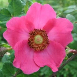 'Kristine' Rosa Moyesii 'Kristine' (Mandarinrose) A-Kvalitet,- Barrods Roser Min. 3 Grene