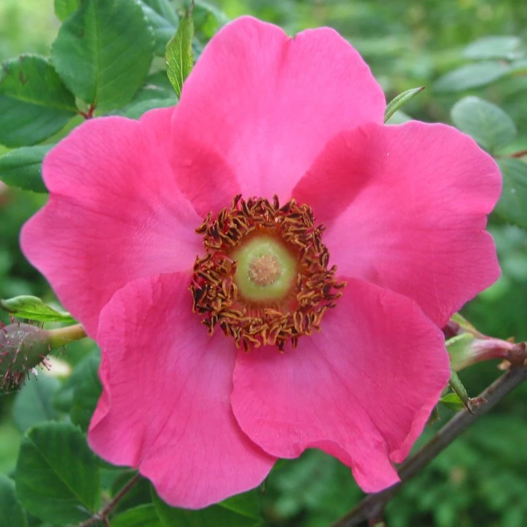 'Kristine' Rosa Moyesii 'Kristine' (Mandarinrose) A-Kvalitet,- Barrods Roser Min. 3 Grene 3 'Kristine' Rosa Moyesii 'Kristine' (Mandarinrose) A-Kvalitet,- Barrods Roser Min. 3 Grene