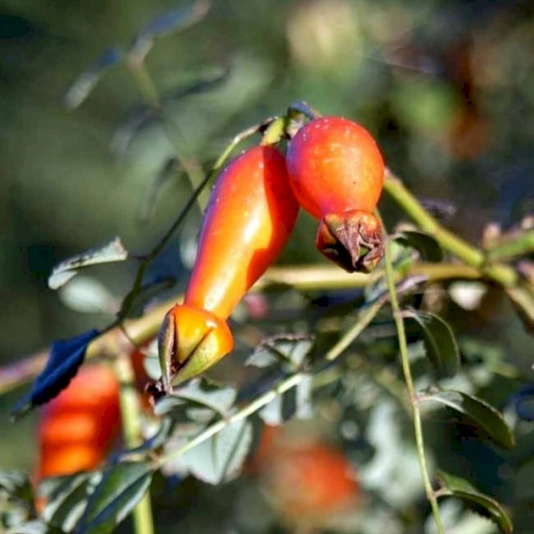 'Kristine' Rosa Moyesii 'Kristine' (Mandarinrose) A-Kvalitet,- Barrods Roser Min. 3 Grene 5 'Kristine' Rosa Moyesii 'Kristine' (Mandarinrose) A-Kvalitet,- Barrods Roser Min. 3 Grene - Billede 3