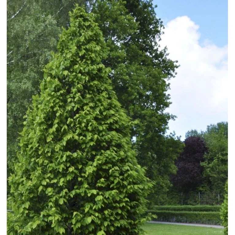 Søjleavnbøg 'Lucas' Carpinus Betulus 'Lucas' Potte 7,5 Liter 150-175 Cm. 3 Søjleavnbøg 'Lucas' Carpinus Betulus 'Lucas' Potte 7,5 Liter 150-175 Cm.
