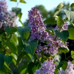 Almindelig Syren Syringa Vulgaris Barrods,- 4 års (2/2) 50-80 Cm. -Osmoz Naturens Butik p2099 54192 syringa vulgaris 7c08