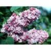 'Katherine Havemeyer' Syringa Vul. 'Katherine Havemeyer' (Storblomstrende) Med Klump,- 150-175 Cm.