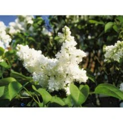 'Mme Lemoine' Syringa Vul, 'Mme. Lemoine' (storblomstrende) Potte 12 Liter,- 80-100 Cm. 11 'Mme Lemoine' Syringa Vul, 'Mme. Lemoine' (storblomstrende) Potte 12 Liter,- 80-100 Cm. -Osmoz Naturens Butik p2107 1647 syringa vulgaris mme lemoine f290