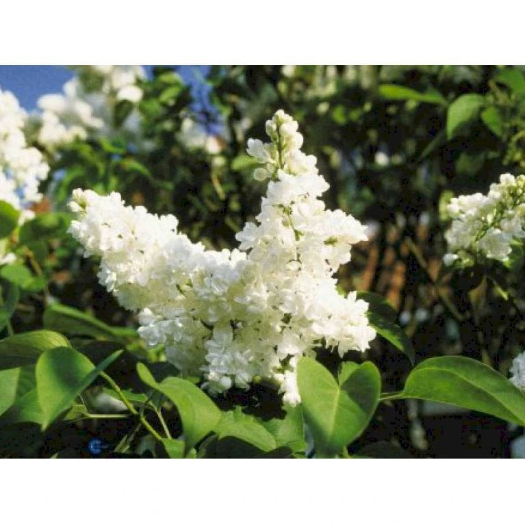 'Mme Lemoine' Syringa Vul, 'Mme. Lemoine' (storblomstrende) Potte 12 Liter,- 80-100 Cm. 5 'Mme Lemoine' Syringa Vul, 'Mme. Lemoine' (storblomstrende) Potte 12 Liter,- 80-100 Cm. - Billede 3