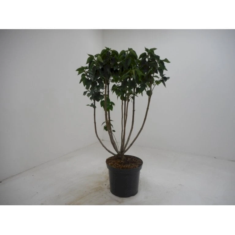 'Mme Lemoine' Syringa Vul, 'Mme. Lemoine' (storblomstrende) Potte 12 Liter,- 80-100 Cm. 3 'Mme Lemoine' Syringa Vul, 'Mme. Lemoine' (storblomstrende) Potte 12 Liter,- 80-100 Cm.