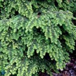 Japansk Taks 'Nana' Taxus Cuspidata 'Nana' Potte 5,0 Liter,- 30-40 Cm. -Osmoz Naturens Butik p2115 1652 taxus cuspidata nana 6e2d