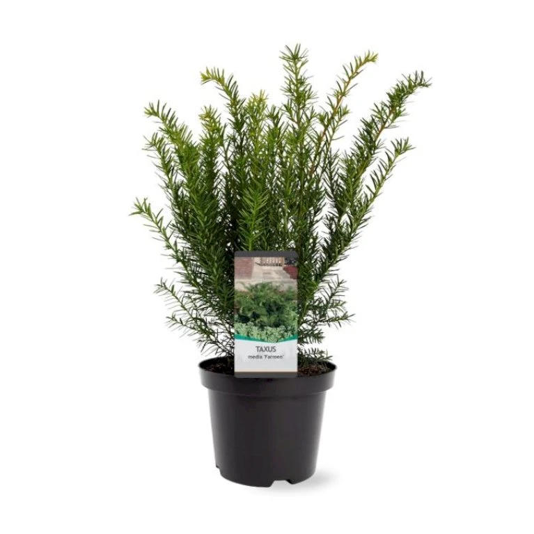 Taks 'Farmen' Taxus Media 'Farmen' Potte 3,0 Liter,- 25-30 Cm. 3 Taks 'Farmen' Taxus Media 'Farmen' Potte 3,0 Liter,- 25-30 Cm.