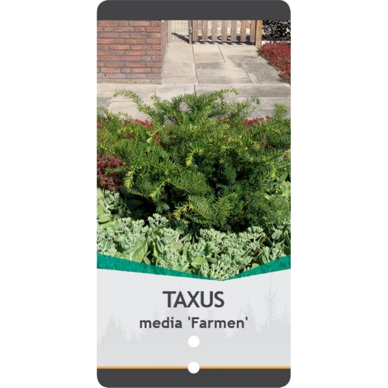 Taks 'Farmen' Taxus Media 'Farmen' Potte 3,0 Liter,- 25-30 Cm. 5 Taks 'Farmen' Taxus Media 'Farmen' Potte 3,0 Liter,- 25-30 Cm. - Billede 3