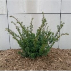 Taks 'Farmen' Taxus Media 'Farmen' Potte 3,0 Liter,- 25-30 Cm. 10 Taks 'Farmen' Taxus Media 'Farmen' Potte 3,0 Liter,- 25-30 Cm. -Osmoz Naturens Butik p2116 47522 taxus media farmen 2f26