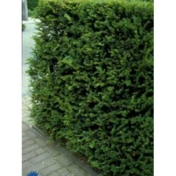 Almindelig Taks Taxus Baccata Potte 3,0 Liter,- 40-60 Cm. -Osmoz Naturens Butik p2119 1655 taxus baccata 0df8