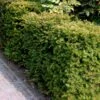 Almindelig Takshæk Taxus Baccata Barrods,- 4 års (2/2) 20-40 Cm. -Osmoz Naturens Butik p2120 54193 taxus baccata 1167