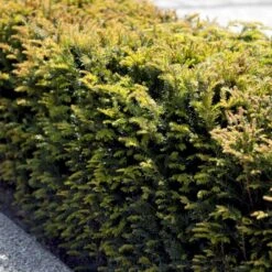 Almindelig Takshæk Taxus Baccata Barrods,- 4 års (2/2) 20-40 Cm. -Osmoz Naturens Butik p2120 54194 taxus baccata a1b8