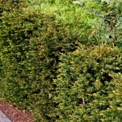 Almindelig Takshæk Taxus Baccata Barrods,- 4 års (2/2) 20-40 Cm. -Osmoz Naturens Butik p2120 54195 taxus baccata 4d51