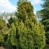 Almindelig Gul Søjletaks 'Fastigiata Aurea'' Taxus Baccata 'Fastigiata Aurea' Med Klump,- 100-120 Cm. -Osmoz Naturens Butik p2121 52841 taxus baccata fastigiata aurea f453
