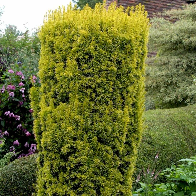 Almindelig Gul Søjletaks 'Fastigiata Aurea'' Taxus Baccata 'Fastigiata Aurea' Med Klump,- 100-120 Cm. 4 Almindelig Gul Søjletaks 'Fastigiata Aurea'' Taxus Baccata 'Fastigiata Aurea' Med Klump,- 100-120 Cm. - Billede 2