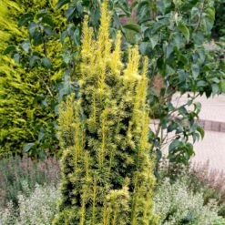 Almindelig Gul Søjletaks 'Fastigiata Aurea'' Taxus Baccata 'Fastigiata Aurea' Med Klump,- 100-120 Cm. 12 Almindelig Gul Søjletaks 'Fastigiata Aurea'' Taxus Baccata 'Fastigiata Aurea' Med Klump,- 100-120 Cm. -Osmoz Naturens Butik p2121 52843 taxus baccata fastigiata aurea 1be9