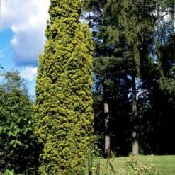 Almindelig Gul Søjletaks 'Fastigiata Aurea'' Taxus Baccata 'Fastigiata Aurea' Med Klump,- 100-120 Cm. 13 Almindelig Gul Søjletaks 'Fastigiata Aurea'' Taxus Baccata 'Fastigiata Aurea' Med Klump,- 100-120 Cm. -Osmoz Naturens Butik p2121 52844 taxus baccata fastigiata aurea 7e14