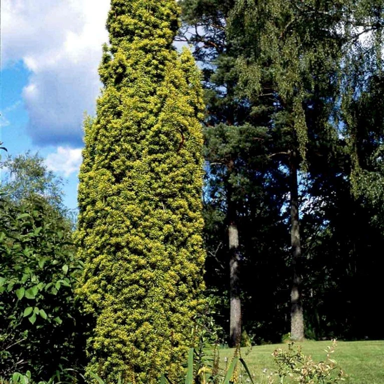 Almindelig Gul Søjletaks 'Fastigiata Aurea'' Taxus Baccata 'Fastigiata Aurea' Med Klump,- 100-120 Cm. 6 Almindelig Gul Søjletaks 'Fastigiata Aurea'' Taxus Baccata 'Fastigiata Aurea' Med Klump,- 100-120 Cm. - Billede 4